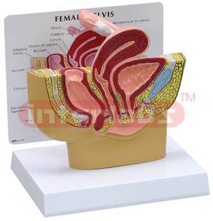 Female Pelvis